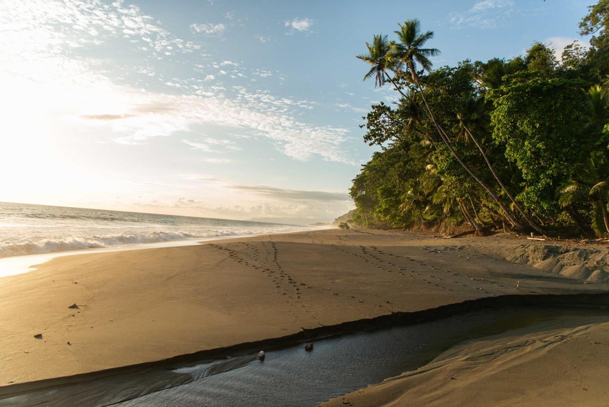 El Remanso Rainforest Lodge Puerto Jiménez المظهر الخارجي الصورة